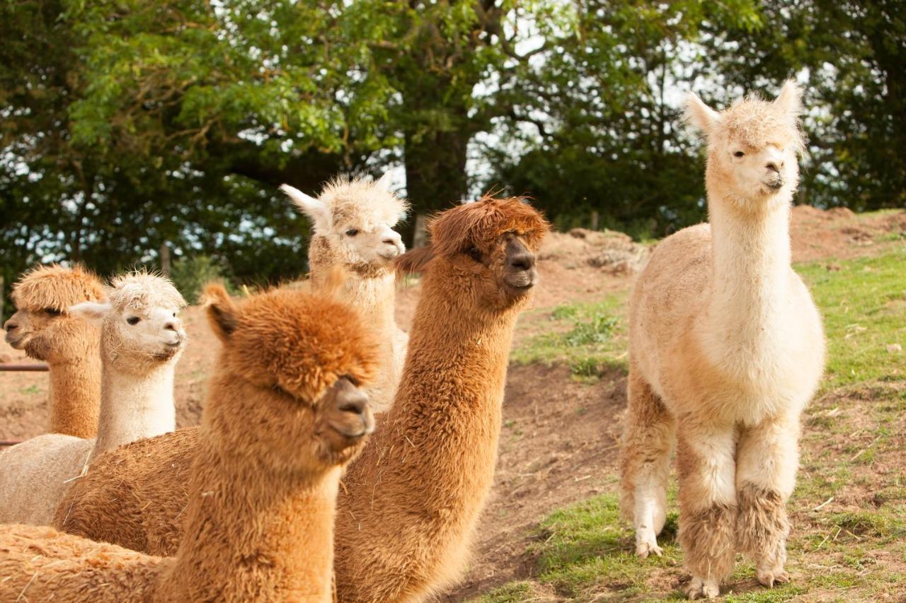 The Llama Hut Kirklevington Exterior foto